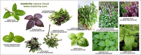 18 Types of Basil (Tulsi) .